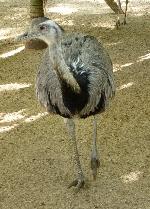 Aves