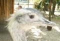 Nandu