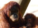 Orangotango <i> (Pongo pygmaeus) </i>