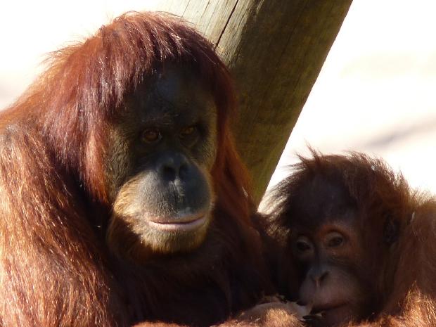 Orangotangos