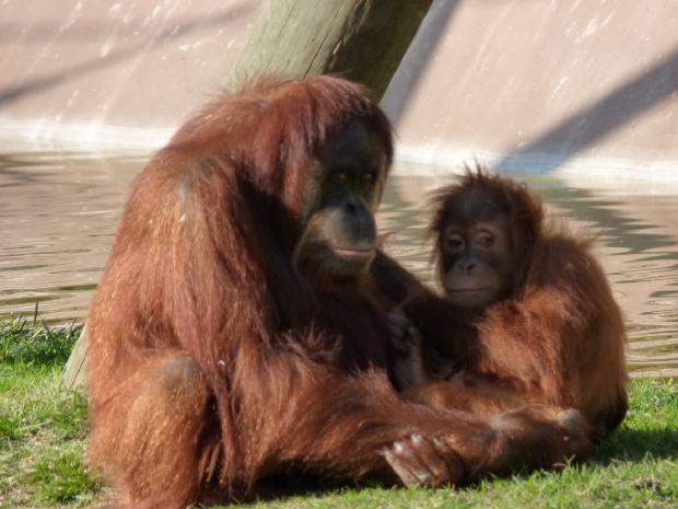 Orangotangos