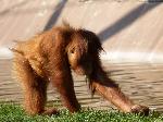 Cria de Orangotango é a nova estrela do Jardim Zoológico