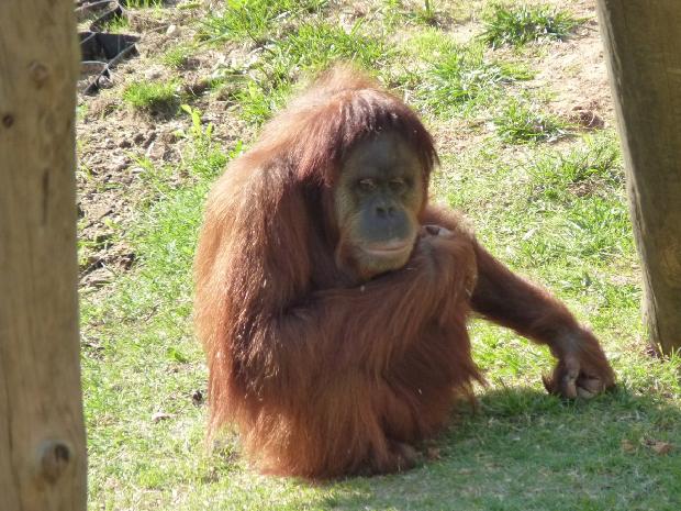 Orangotango
