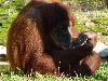 Orangotango <i> (Pongo pygmaeus) </i>