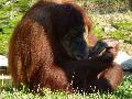 Pongo pygmaeus