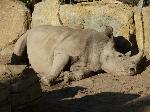 Rinoceronte-branco <i>(Ceratotherium simum)</i>