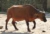 Búfalo-vermelho <i>(Syncerus caffer nanus)</i>