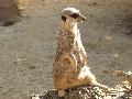 Suricata
