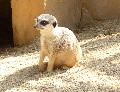 Suricata suricatta