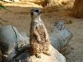Suricata suricatta