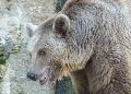 Urso-pardo