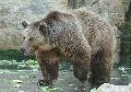 Ursus arctos