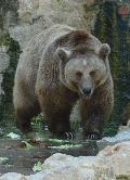 Ursus arctos