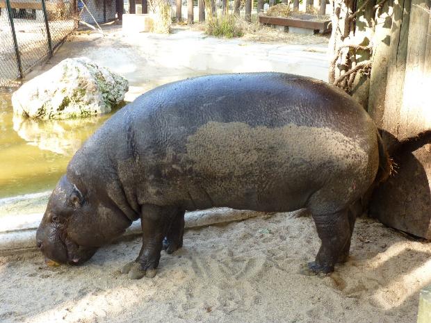 Hexaprotodon liberiensis