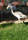 Flamingo-rubro