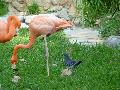 Flamingo-rubro