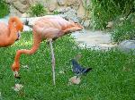 Aves