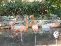 Flamingos-rubros