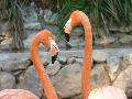 Flamingo-rubro