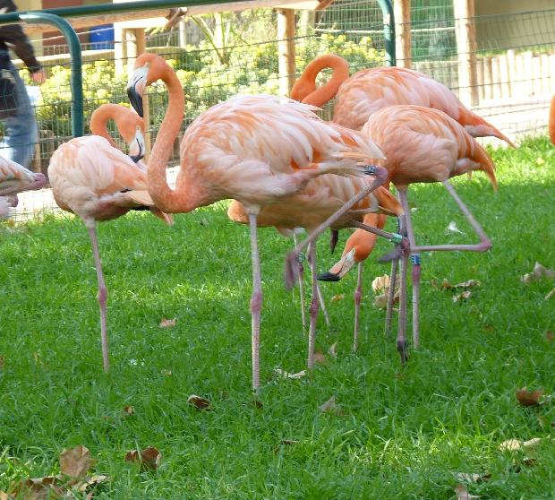 Flamingos-rubros