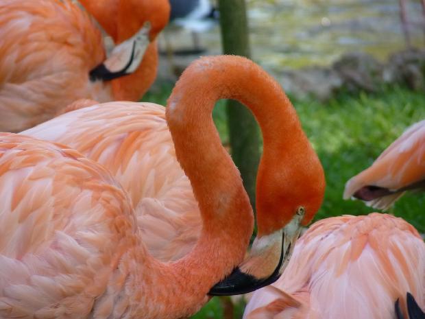 Phoenicopterus ruber ruber