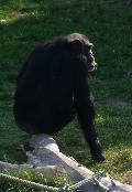 Chimpanzé