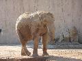 Elefante-africano