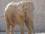 Jardim Zoológico celebra Dia do Animal com destaque para o maior animal terrestre, o Elefante-africano
