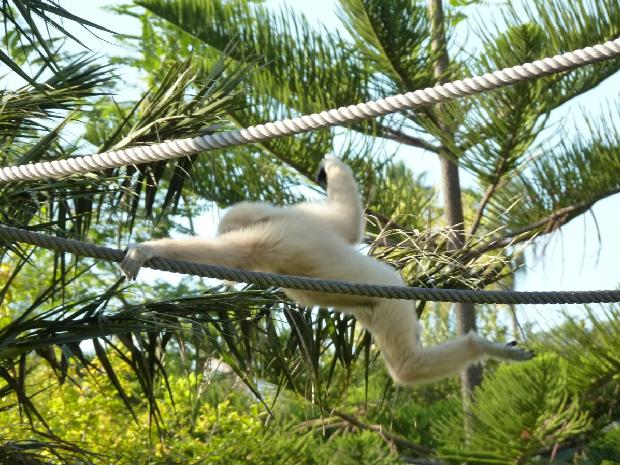 Gibão-de-mãos-brancas