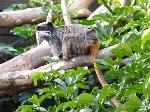 Saguim-imperador <i>(Saguinus imperator)</i>