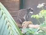 Saguim-imperador <i>(Saguinus imperator)</i>