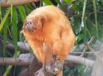 Primatas