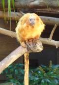 Mico-leão-dourado