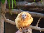 Mico-leão-dourado <i>(Leontopithecus rosalia)</i>