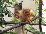 Mico-leão-dourado <i>(Leontopithecus rosalia)</i>