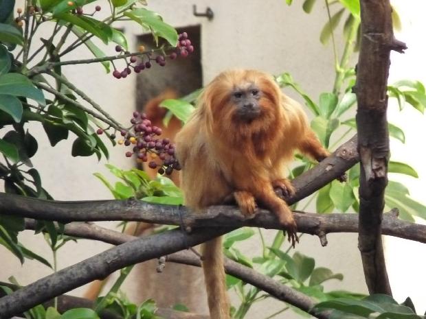 Mico-leão-dourado