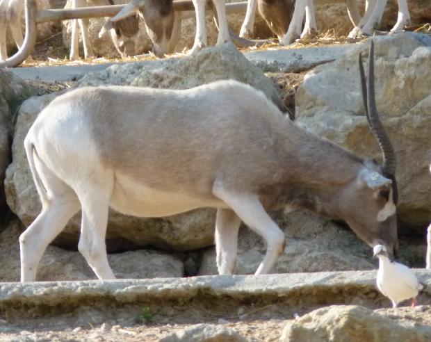 Addax