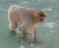 Macaco-do-Japão
