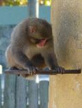 Macaco-do-Japão