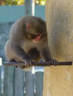 Macaco-do-Japão <i>(Macaca fuscata)</i>