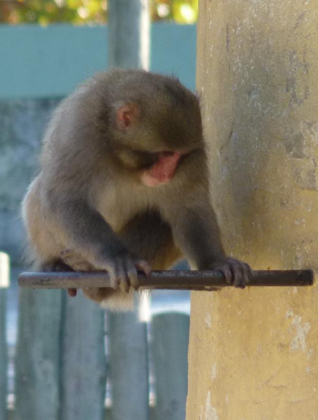 Macaco-do-Japão