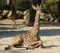 Girafa-de-Angola