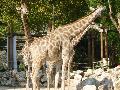 Girafas-de-Angola