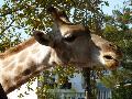 Girafa-de-Angola