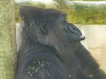 Gorila <i>(Gorilla gorilla) </i> e <i>(Gorilla beringei)</i>