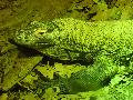 Dragão-de-Komodo