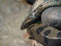 Anaconda-verde