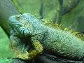 Iguana-verde