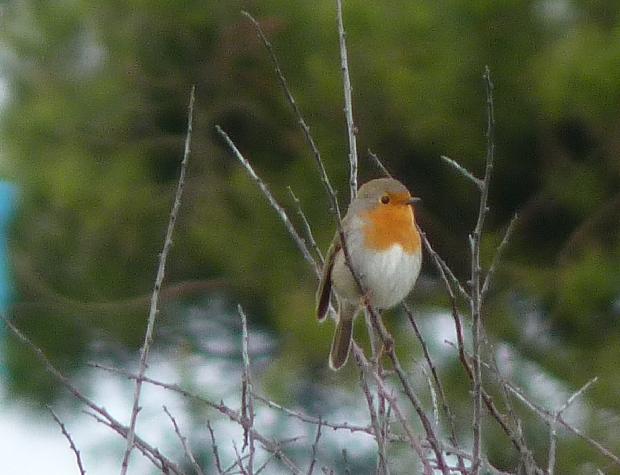 Pisco-de-peito-ruivo