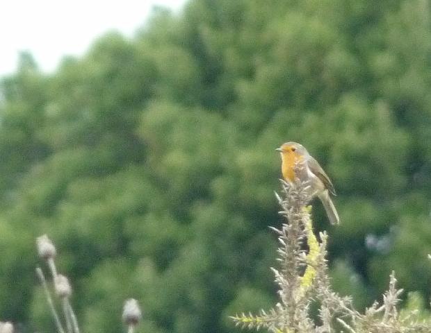 Pisco-de-peito-ruivo